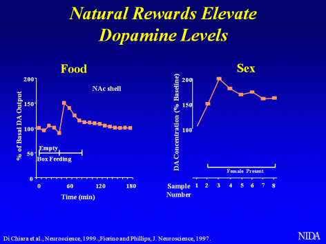 Natural Rewards Elevate Dopamine Levels, graphs showing increase in dopamine levels from natural activities like eating and sex