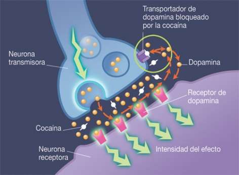 Imagen de cómo la cocaína actúa bloqueando la eliminación de la dopamina de la sinapsis, lo que resulta en una acumulación de dopamina y una amplificación de la señal a las neuronas receptoras.