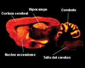 Una imagen del cerebro de una rata, con las partes del cerebro señaladas