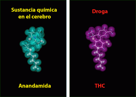 La estructura química del THC es similar a la de la sustancia química en el cerebro llamada anandamida. La similitud en la estructura permite que el cuerpo reconozca a la droga y que pueda alterar la comunicación normal del cerebro. 
