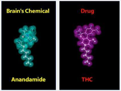 illlustration of chemical structures showing how similar the natural brain chemical anandamide is to marijuana's THC