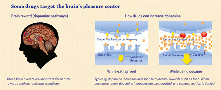 Images of how drugs flood the brain’s reward center with dopamine.