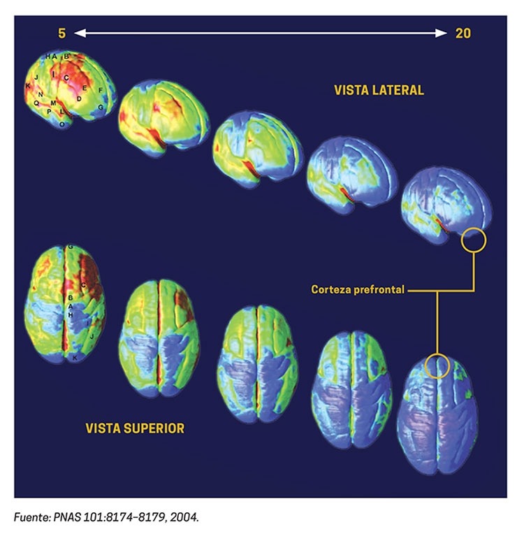 Imágenes escaneadas que muestran el desarrollo sano del cerebro desde los 5 hasta los 20 años de edad. Las vistas son laterales y desde arriba y destacan la corteza prefrontal.