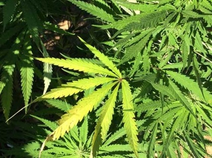 Is it bad to smoke marijuana seeds