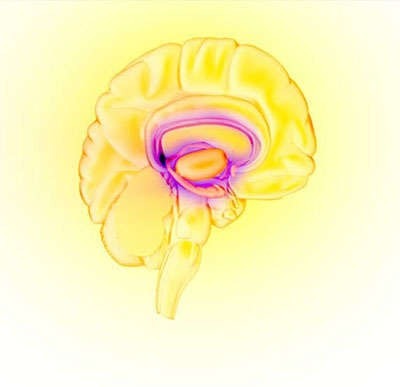 Image of the brain's reward circuit.