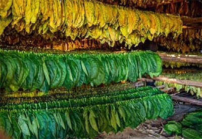 Rows of tobacco leaves hanging to dry.