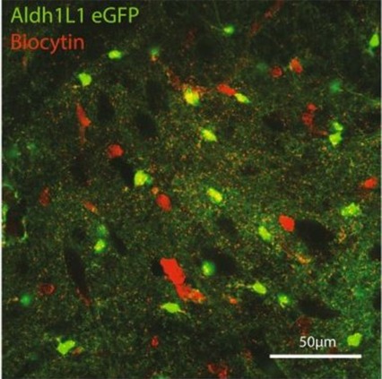 Unique functional properties of astrocytes in the ventral midbrain