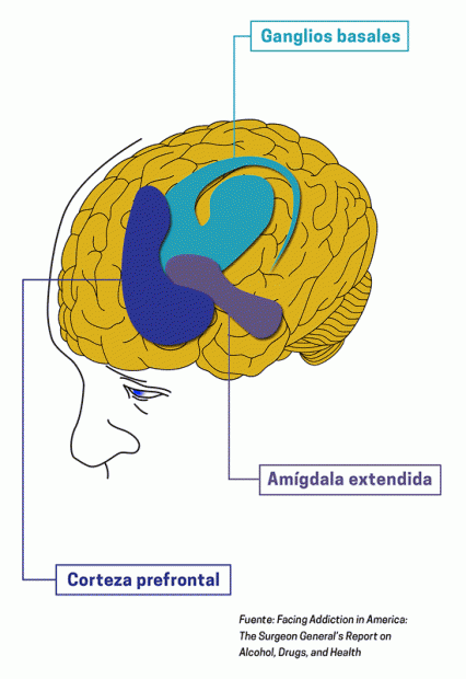 Este es un dibujo de la cabeza de una persona. El cerebro está coloreado y se indican los ganglios basales, la amígdala extendida y la corteza prefrontal.