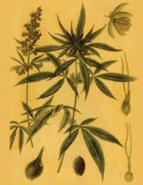 Illustration of leaves, buds, and flowers of the hemp plant