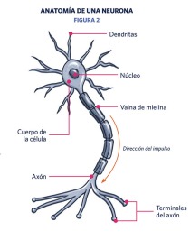Figura 2. Dibujo de una neurona.