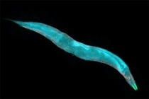 Image of Caenorhabditis elegans roundworm